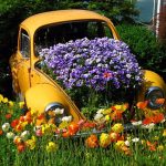 Flowers Beautiful