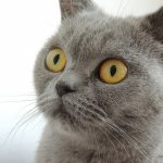 Gatti/Cats Funny