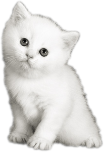 Cat sweet PNG