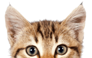 Cat sweet PNG