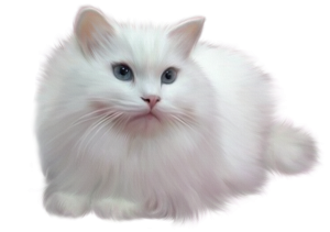 Cat sweet PNG