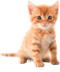 Cat sweet PNG