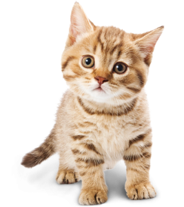 Cat sweet PNG