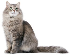Cat sweet PNG