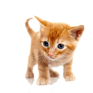 Cat sweet PNG