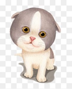 Cat sweet PNG