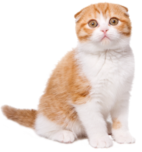 Cat sweet PNG