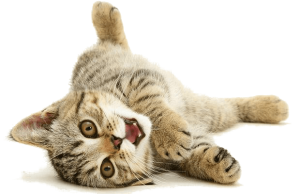 Cat sweet PNG
