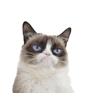 Cat sweet PNG