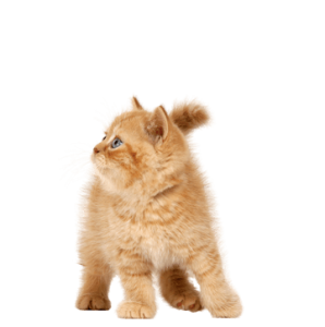 Cat sweet PNG