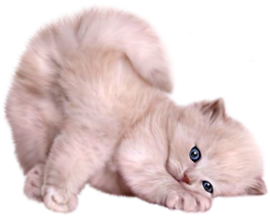 Cat sweet PNG