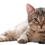 Cat sweet PNG