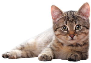 Cat sweet PNG