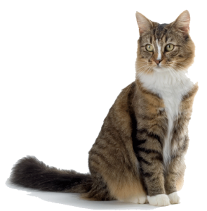 Cat sweet PNG