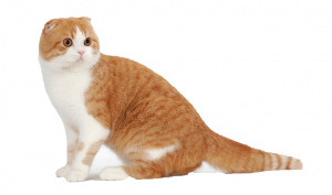Cat very Sweet