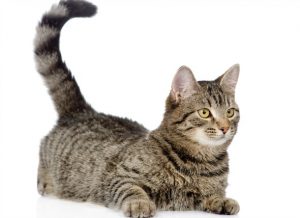 Cat very Sweet