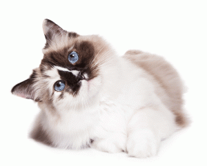 Cat very Sweet