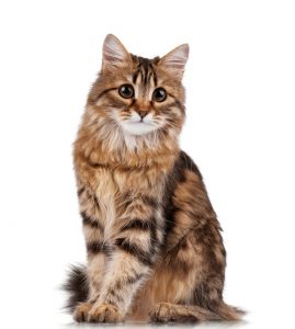 Cat sweet 
