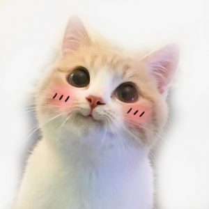 Cat sweet 
