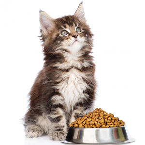 Cat sweet 