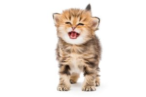 Cat sweet 