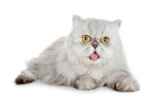 Cat sweet 