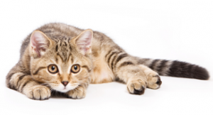 Cat sweet 