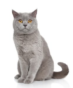 Cat sweet 