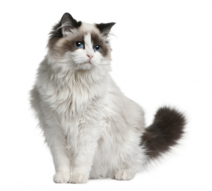 Cat sweet 