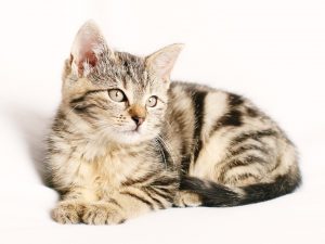 Cat sweet 