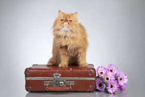 Cat sweet 