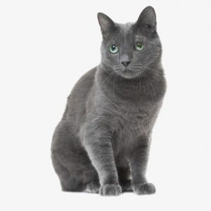 Cat sweet 
