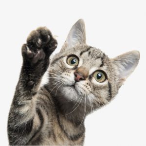Cat sweet 