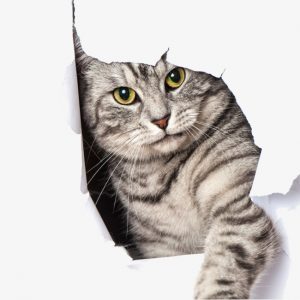 Cat sweet 