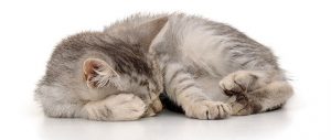 Cat very Sweet