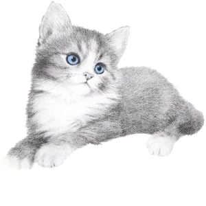 Cat sweet 