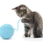 Cat sweet 