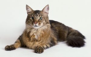 Cat sweet 