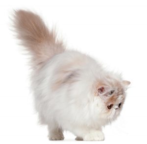 Cat sweet 