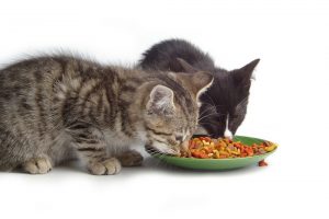 Cat sweet 