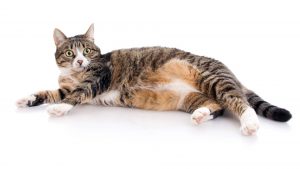 Cat sweet 
