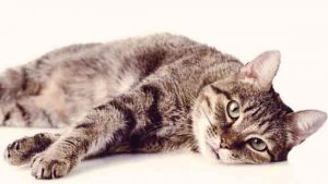 Cat sweet 