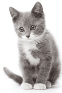 Cat sweet 