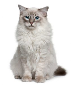 Cat sweet 