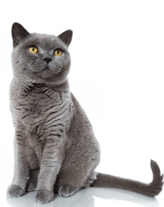 Cat sweet 