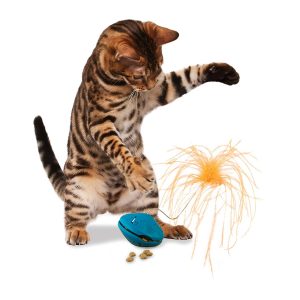 Cat sweet 