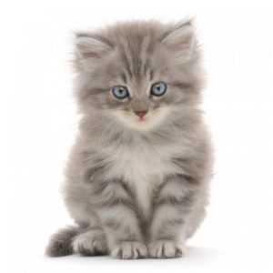 Cat sweet 