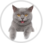 Cat sweet 