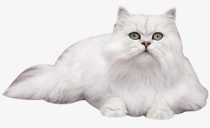 Cat sweet 