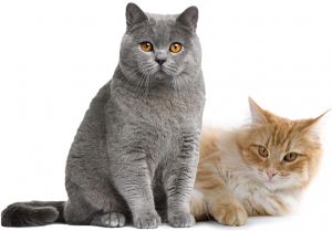 Cat sweet 